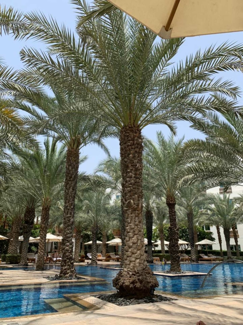Palmbomen over palmbomen in Dubai