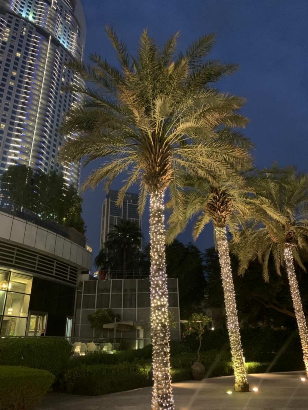 Palmbomen in Dubai bij nacht